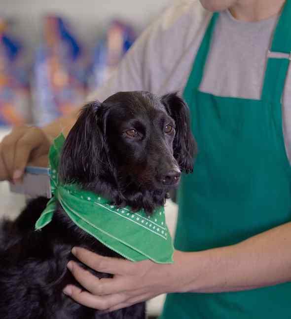NOKHOI - Boutique y Peluquería Canina y Felina